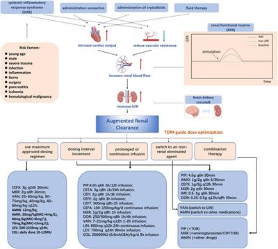 Individualized antibiotic dosage regimens for patients with augmented renal clearance